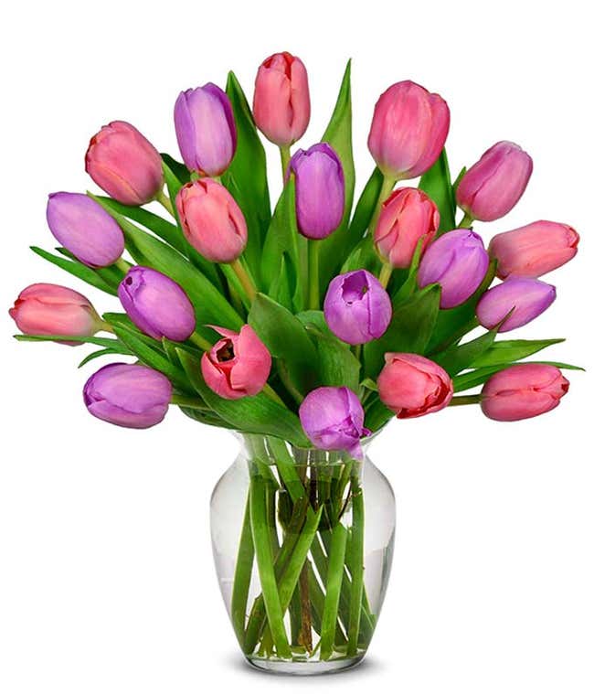 Pink and Purple Tulips - 20 Stems