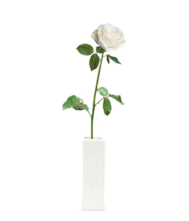 Single White Rose Delivered