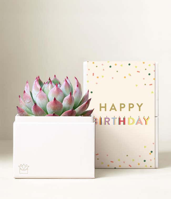 Lula's Garden &reg; Birthday Bliss Succulent Gift