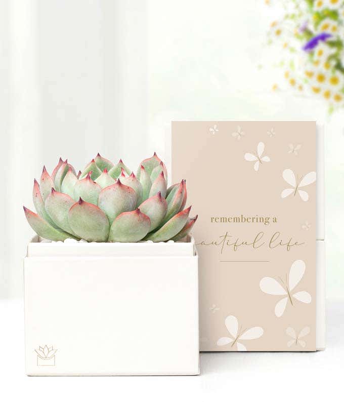 Cherished Memories Lula's Garden ® Bliss Succulent Gift