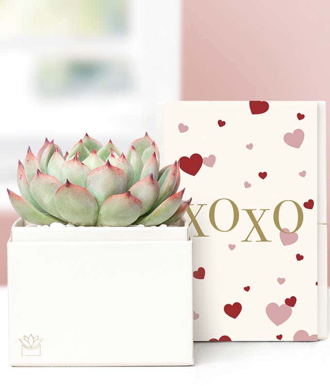 Lula's Garden ® XOXO Bliss Succulent Gift