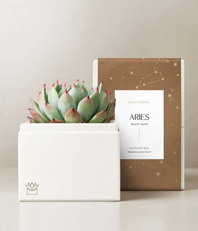 Lula's Garden ® Fire Collection Aries Succulent