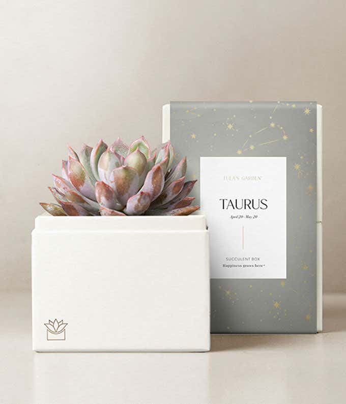Lula's Garden ® Earth Collection Taurus Succulent