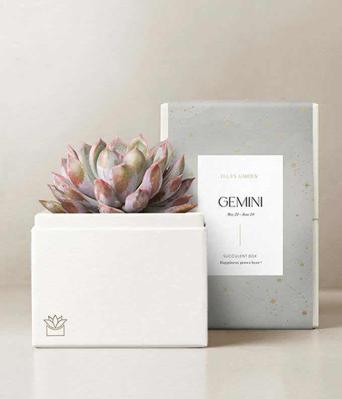 Lula's Garden ® Air Collection Gemini Succulent