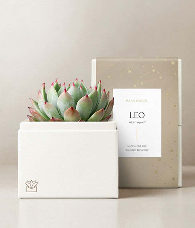 Lula's Garden ® Fire Collection Leo Succulent 