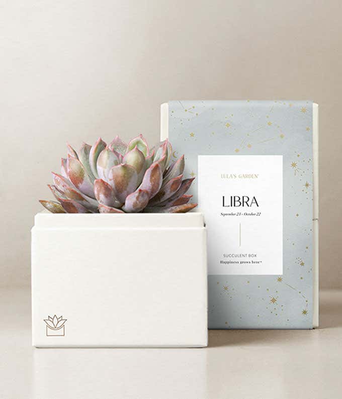 Lula's Garden ® Air Collection Libra Succulent