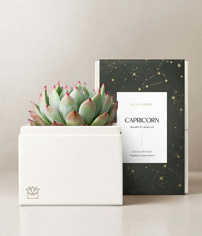 Lula's Garden ® Earth Collection Capricorn Succulent