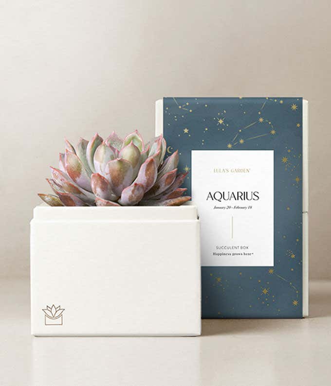 Lula's Garden ® Air Collection Aquarius Succulent