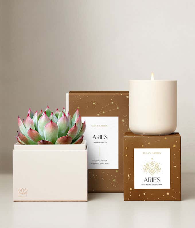 Echeveria Succulent Plant & Candle with Aries Sleeve & Gift Box