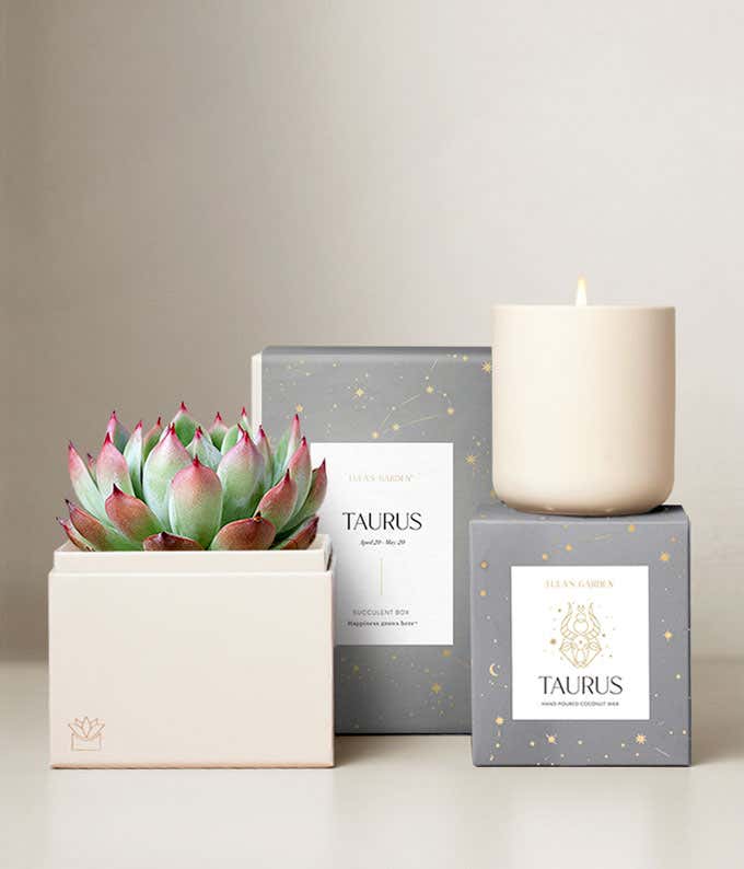 Echeveria Succulent Plant & Candle with Taurus Sleeve & Gift Box