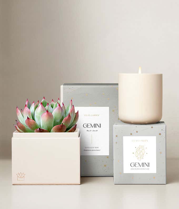 Echeveria Succulent Plant & Candle with Gemini Sleeve & Gift Box