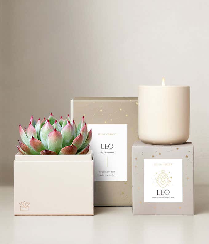 Echeveria Succulent Plant & Candle with Leo Sleeve & Gift Box