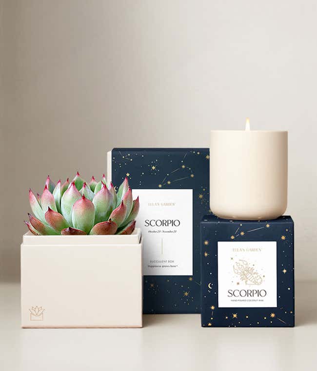 Echeveria Succulent Plant &amp; Candle with Scorpio Sleeve &amp; Gift Box