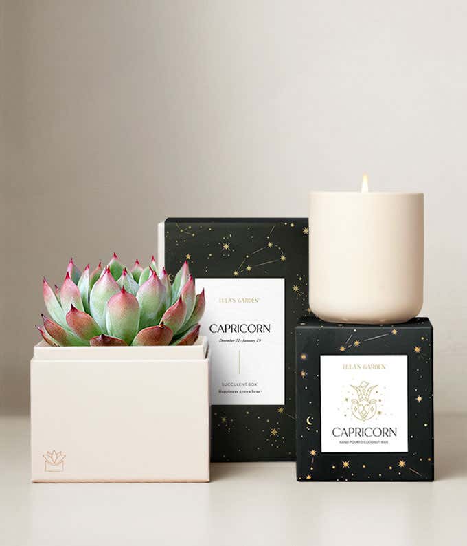 Echeveria Succulent Plant & Candle with Capricorn Sleeve & Gift Box