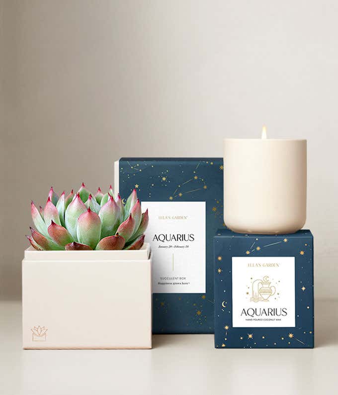 Echeveria Succulent Plant & Candle with Aquarius Sleeve & Gift Box