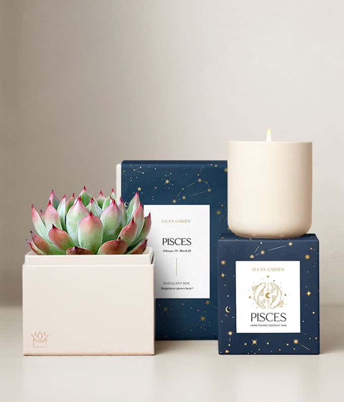 Echeveria Succulent Plant & Candle with Pisces Sleeve & Gift Box