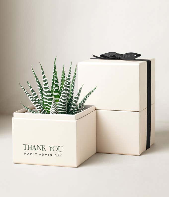 Lula's Garden ® Petite Zebra Admin Day Garden