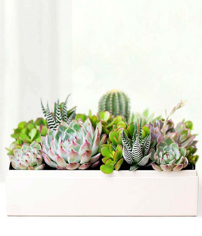 Cherished Memories Lula's Garden ® Lush Succulent Gift 