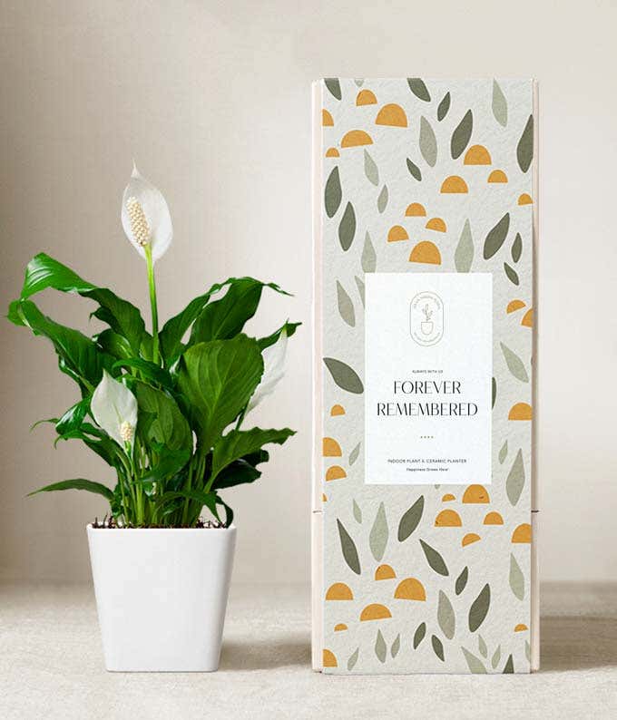 Lula's Garden ® Sympathy Peace Lily Plant 