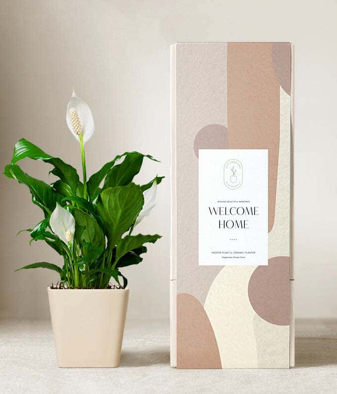 Peace lily plant with white blooms in a matte dark gray ceramic pot, displayed next to a modern beige and blush-toned gift box labeled Welcome Home.