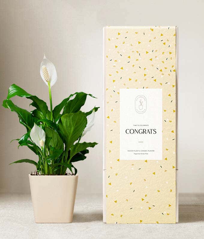 Peace lily plant with white blooms in a matte beige ceramic pot, displayed next to a festive yellow gift box with a confetti pattern and a label that reads Congrats.