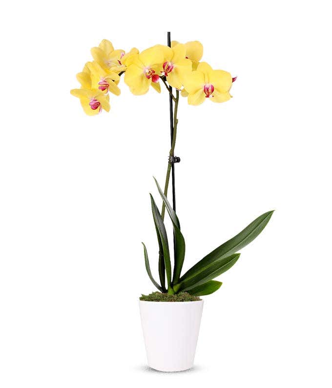A yellow-colored orchid plant in a 3-inch diameter ceramic pot.