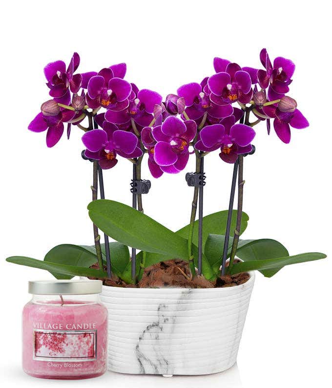 Live orchid plant with vibrant fuchsia-purple blooms and broad green leaves in a white ceramic pot with a marble pattern, accompanied by a Cherry Blossom scented glass jar candle.