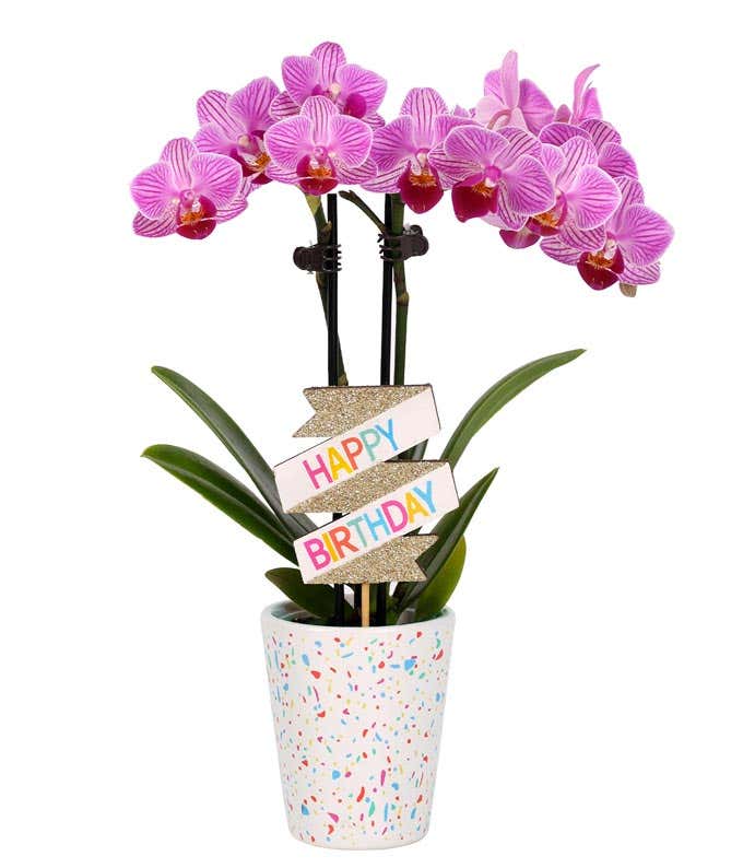 Alt tag: Lavender orchid plant with vibrant purple accents on its delicate blooms, decorated with a colorful 