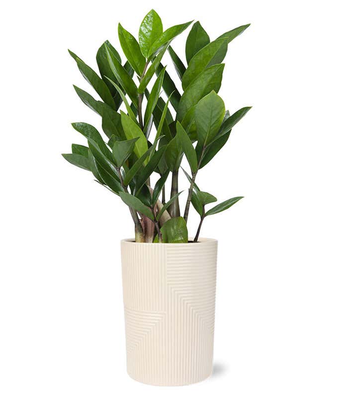 Lush ZZ plant with vibrant green, waxy leaves displayed in a sleek beige textured cylindrical planter.