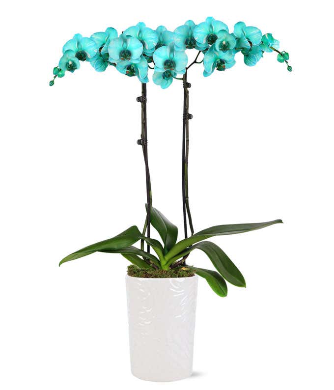Elegant double-stemmed orchid with striking turquoise blooms and dark stems, supported by black stakes. Lush green leaves extend from the base, which is nestled in a glossy white ceramic pot with a textured design, topped with a layer of green moss.
