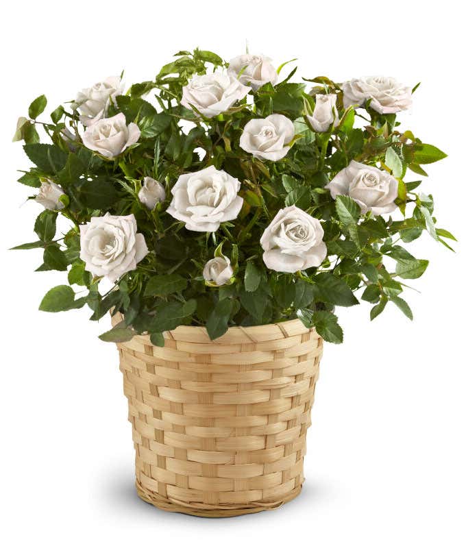 White Rose Plant