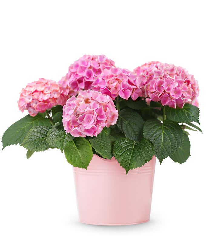 Pink hydrangea plant with lush green leaves in a glossy light pink pot with a scalloped edge. Full clusters of pink and magenta blooms create a vibrant, cheerful display.