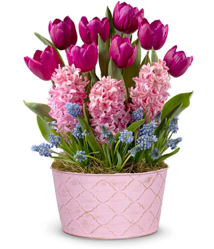 Fuchsia Favorite Bulb Garden