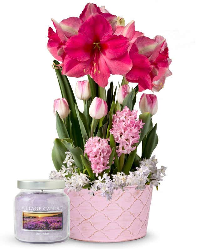 Spring bulb garden with blooming pink amaryllis, pink and white and a lavender candle in a glass jar
