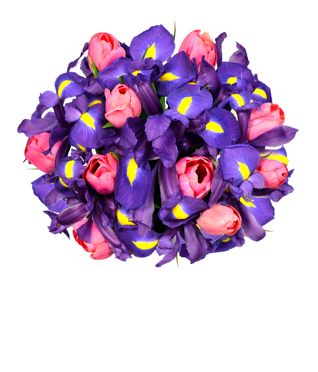 Partial image of Pink tulips delivered with blue iris flowers without vase.