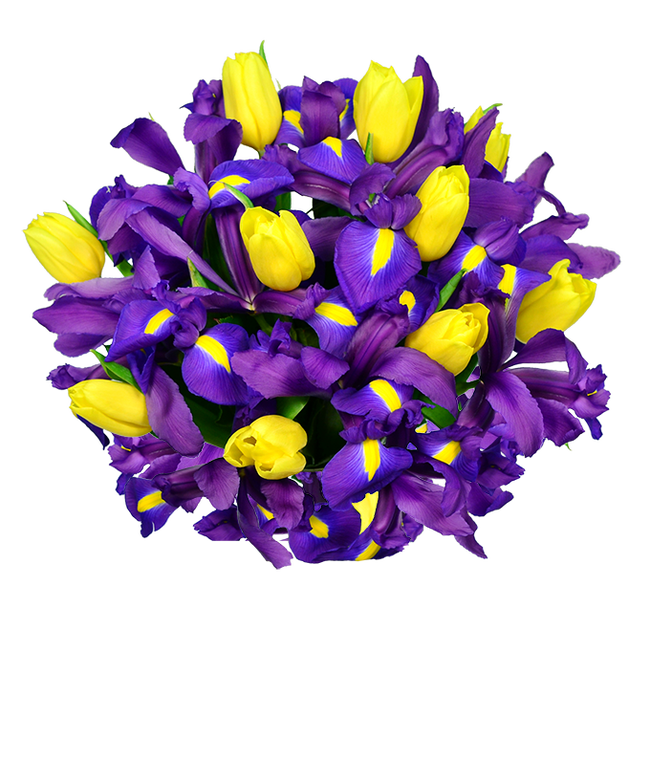 Partial image of Blue iris flowers arranged with yellow tulips for gift delivery without vase.
