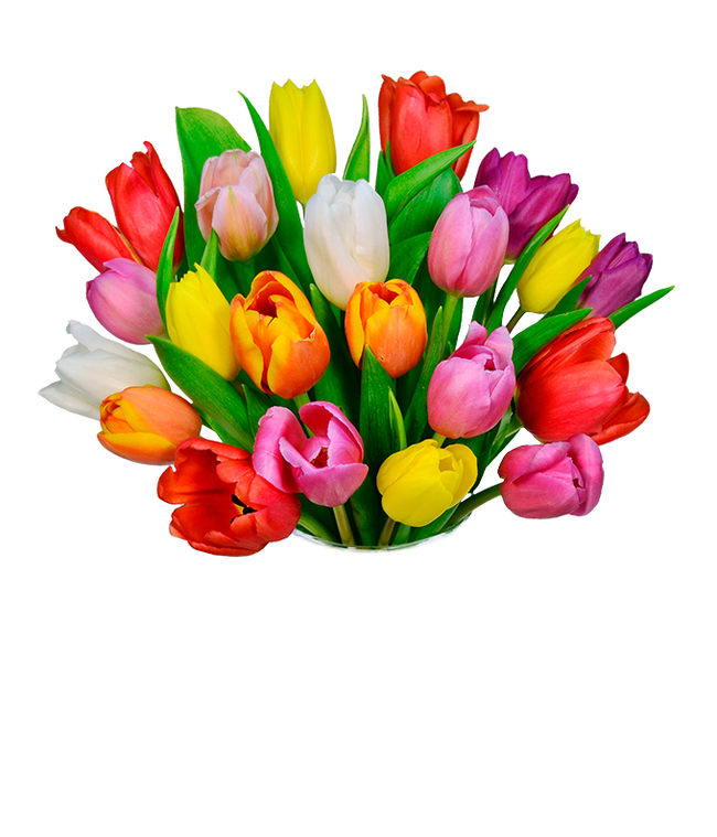 Partial image of 20 stems of tulips in red, orange, yellow and purple without vase.