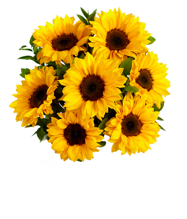 Partial image of A vibrant arrangement featuring yellow sunflowers and golden solidago, optionally presented in a vase. This bright and cheerful display brings a touch of sunshine and warmth to any occasion.  without vase.